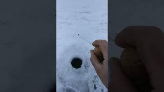 Мормышкины безмотыльные проводки. Проводка медленный кач#безмотылка #проводка безмотылки
