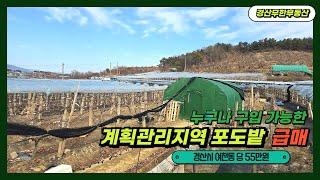 경산시 여천동 계획관리지역 포도밭 / 경산시 사동 9분 관리 하기 좋은 급매 토지