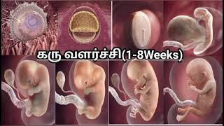 கருவின் வளர்ச்சி( 1 முதல் 8 வாரங்கள்) ||Fetal Development week by week || Karuvil kulanthai valarchi