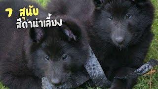 7 สุนัขขนสีดำน่าเลี้ยง