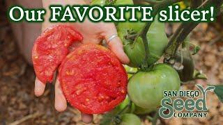 TASTE TEST: Marianna's Peace Heirloom Tomato | San Diego Seed Company