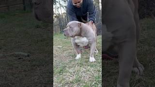 NBF Kash  (Arkansas) #nbf