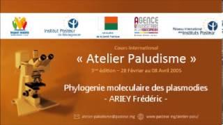 Phylogenie moleculaire des plasmodies - ARIEY Frédéric