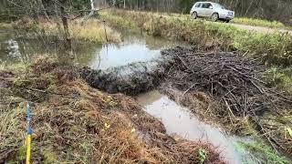 Beaver Dam Compilation. TOP LIST!