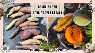 Весна в Сочи : мои новые сорта батата 2023 @batatchudo