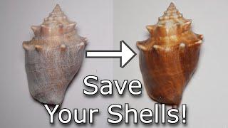The Ultimate Shell Cleaning Method!