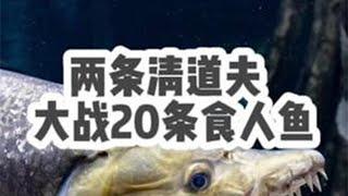 两条清道夫挑战20条食人鱼，以为可以混养成功，结果第二天…… @大咖的鱼房 #养鱼日记 #食人鱼 #清道夫 #水虎鱼 #入侵物种