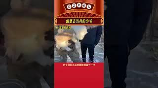 孩子也是参加变形计了#比熊 #潘宏 #狗狗 #娱乐评论大赏#shorts