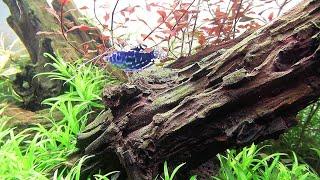 60CM PLANTED AQUARIUM SETUP - Simple Aquascape Setup Step by Step Tutorial