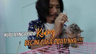 MENGOBATI KUCING TERSERANG EARMITES