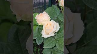 Avalanche Peach #shorts #rose #garden #peach