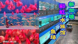 Rainbow Aquarium - One of Singapore's Largest Ornamental Fish Farms 彩虹水族馆 -  新加坡最大的观赏鱼场之一