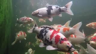 Best Farm With Koi Fish Import Quality Champion Worth 1 Billion At Samurai Koi Center