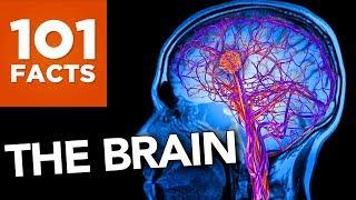 101 Facts About The Brain