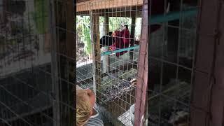 Попытки заставить птицу говорить