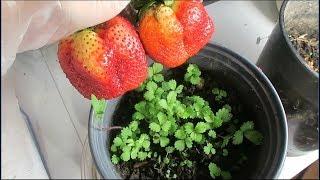 CÁCH ƯƠM HẠT DÂU TÂY HOÀNG ĐẾ,How to grow strawberries from seed. CÁCH TRỘN PHÂN,VÀ VIDEO ƯƠM HAY.