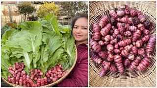 Thu hoạch củ Yam, cải xanh sau vườn ở Úc/Harvesting Yam and Green mustard from my garden