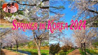 SPRINGS IN KOREA 2024 // CANTIKNYA MUSIM SEMI DI KOREA 2024 #jinhae #spring #cherryblossom