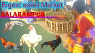 Are Aseel Breeding Wild in Balarampur?#aseel murga market#