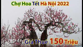 Ngất Ngây Khi Tận Mắt Nhìn Cây Đào Cổ Vân Hồ Có Giá Trên Trời  -  Chợ hoa tết hà nội 2022