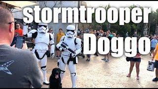 Doggo meets storm trooper