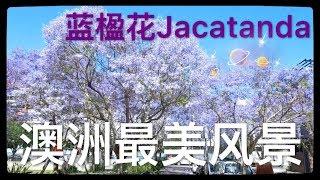 一分鐘看完澳洲最美風景！你見過紫色的春天嗎？咪咪帶你走進藍花楹的世界！(≧▽≦)