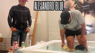 Alejandro Blue - Team Blue