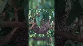 Пчелиная семья 