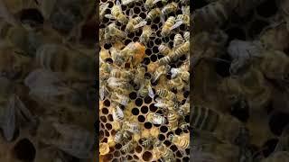 Выход матки #bee #пчеломатки #пасека