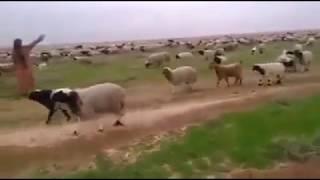 The beauty of Balochistan ll shepherds are the proud of balochistan.