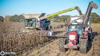 Claas Lexion 7700 & McCormick X 7.624 + Annaburger ÜLW / Sonnenblumen dreschen 2024/ Ernte 2024