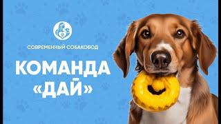 КОМАНДА «ДАЙ». Как приучить собаку по команде отдавать игрушки и все, что она подняла с земли?