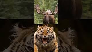 THE LION VS TIGER VS ORANGUTAN VS WOLF VS BEAR ( REAL LIFE)