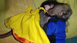 baby monkey markoni and markinah bobo hug