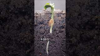 Pea growing underground