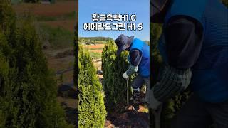 조경수추천!황금측백 H1.0 &에메랄드그린 H1.5 정원을 더욱 아름답게!! #가드닝