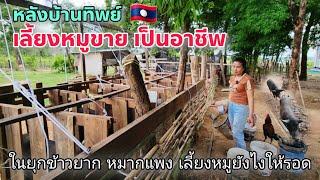 ລ້ຽງຫມູຂາຍຈະກາຍເປັນຟາມຫມູແລ້ວ | อีกหนึ่งช่องทางสร้างรายได้หลังบ้านทิพย์