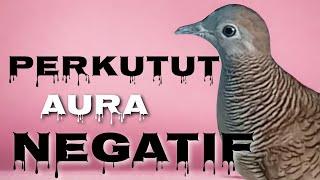 HATI -HATI DENGAN SISIK  BURUNG PERKUTUT YANG KAYAK GINI