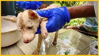 Rescued stray puppy feel his first bath | abandoned stray puppy bathing