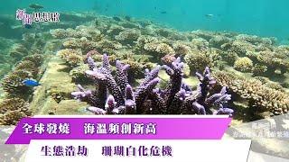 《新聞思想啟》全球發燒中! 海水均溫頻創紀錄 NOAA示警:第四次珊瑚白化危機進行中！生態浩劫 珊瑚礁白化死亡中! 搶救大作戰 澎湖復育造礁珊瑚 存活率達八成 第147集-Part2