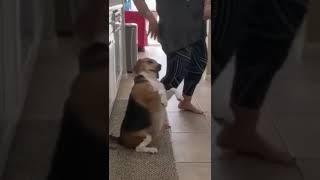 dance dance #animals #crazy #dog #funny#dancevideo