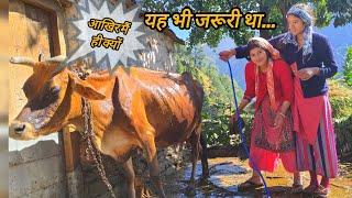 गाँव की हंसती खेलती जिंदगी || pahadi life vlog ||  knchuu bhatt