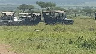 Lioness hunt Zebra, Masai Mara Kenya 2023