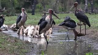 Pelicans in Gorongosa NP, Mozambique