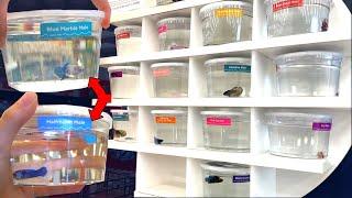 *RARE* BETTA FISH SHOPPING SPREE!! *NEW BETTA FISH*