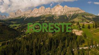 Dolomiti: Foreste