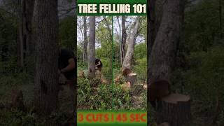 Drop Any Tree in 3 Quick Cuts | Tree Felling Basics