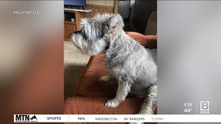 Dog reported lost following vehicle theft and Idaho pursuit found