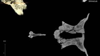 WitmerLab: Majungasaurus Braincase Ct, Horizontal slices