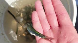 EASIEST way to catch LEGAL fish *WITHOUT BOAT* SF BAY